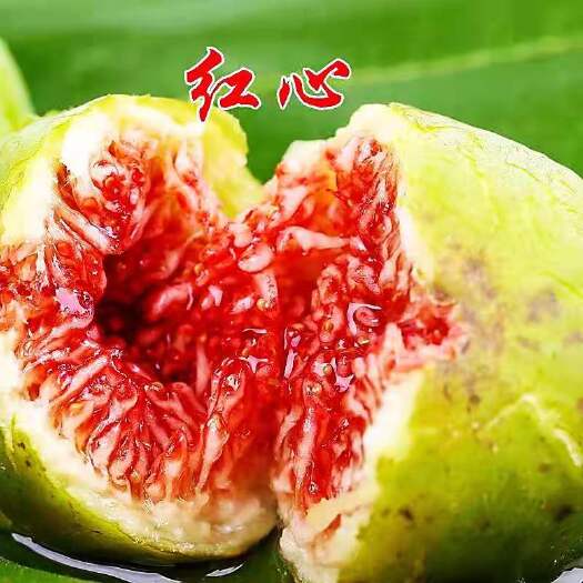 新沂市波姬红无花果苗 无花果