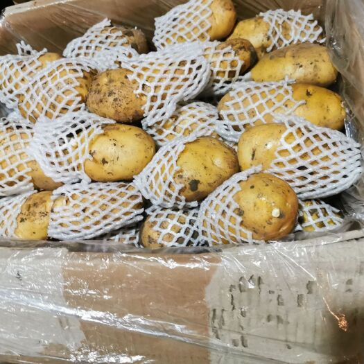 日照荷兰15  精品土豆出货，恭喜发财
