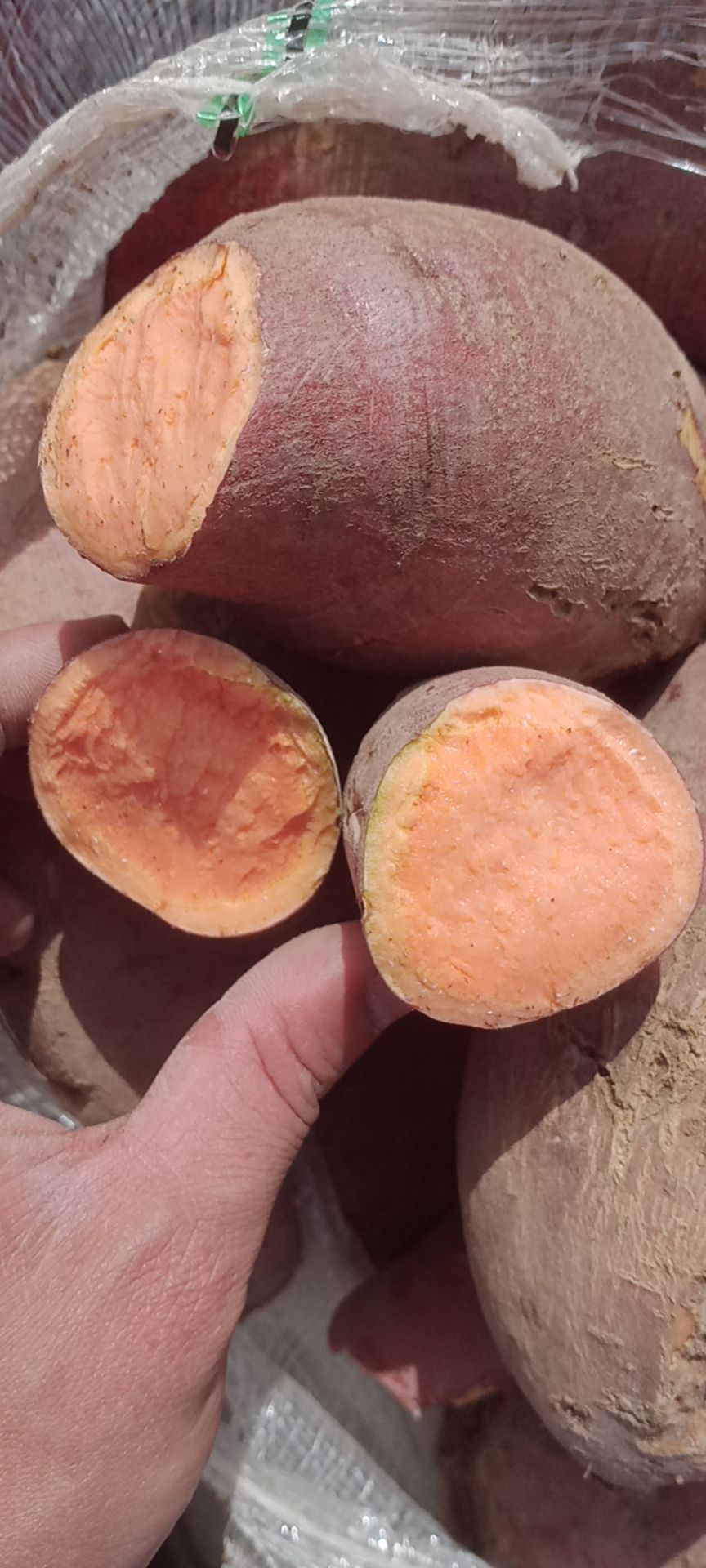 烟薯  西瓜红，大叶红，303，601加工薯，二两起步，长年