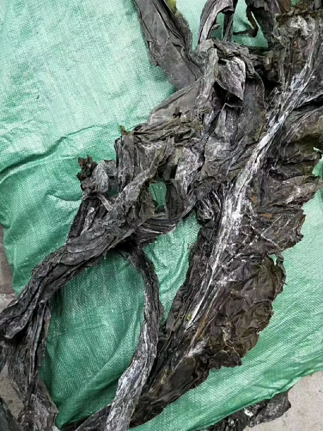 鲜海带  山东海带 中期海带 成色好 宽厚易煮透 品质保证