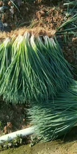 四季葱  白葱 黑葱