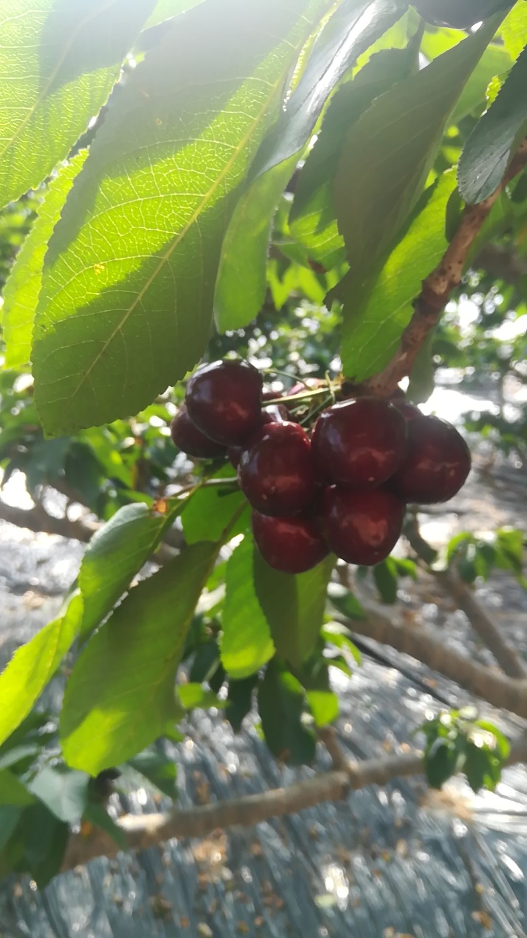美早樱桃 辽宁省大连市瓦房店市 特级