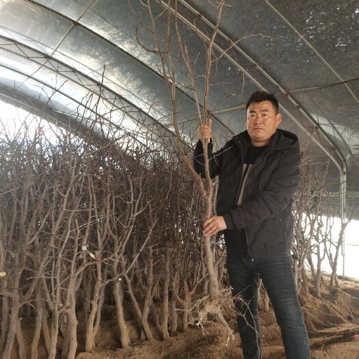 泰安 冬枣树苗 山东1公分以上冬枣树苗价格 3公分枣树产地