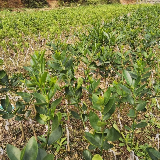 灵山县青柠檬苗