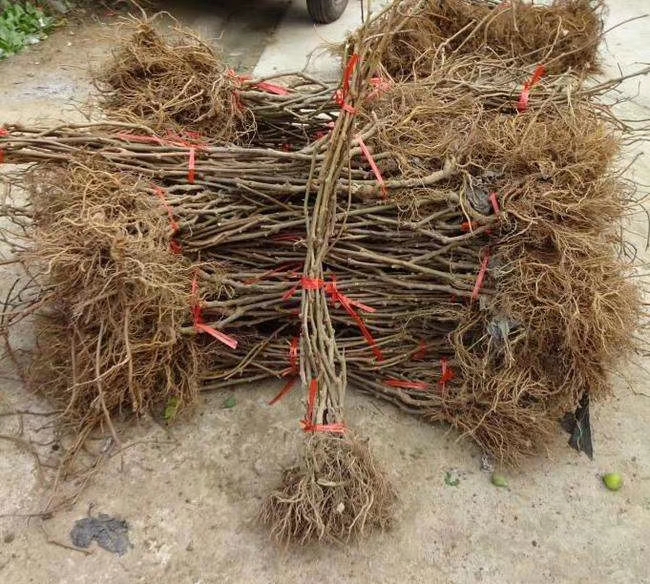 优质猕猴桃苗桃 软枣猕猴桃苗等品种嫁接包邮基地直销 提供技术