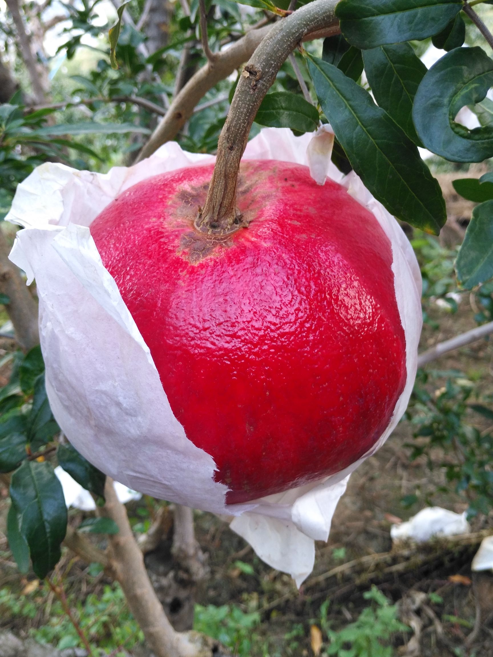 黑籽石榴树苗 黑籽石榴苗！黑籽石榴果大鲜艳，红皮黑籽，高产高糖，微酸甜可口