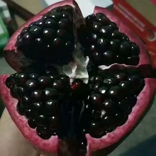 攀枝花黑籽石榴树苗 黑籽石榴苗！黑籽石榴果大鲜艳，红皮黑籽，高产高糖，微酸甜可口