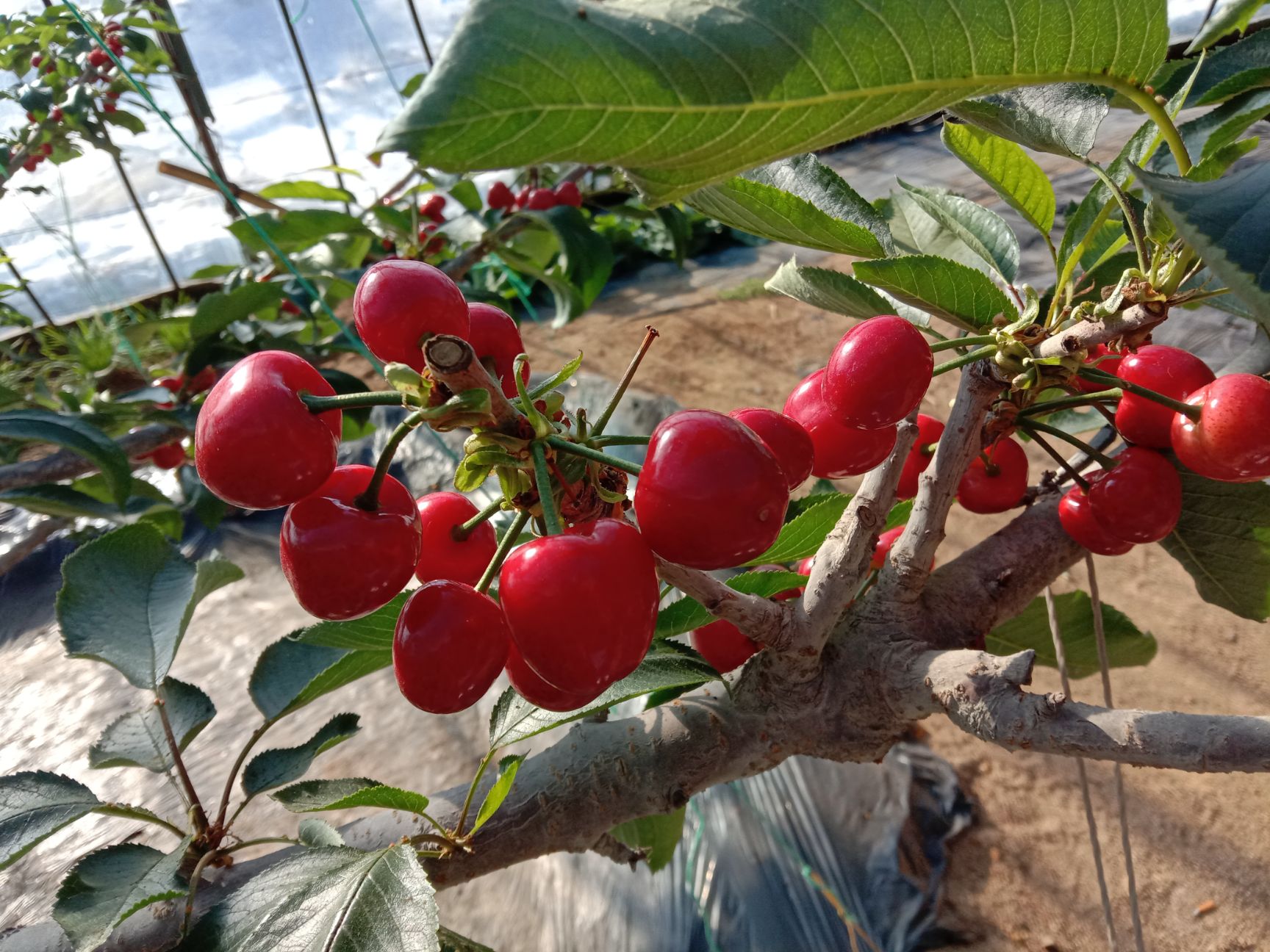 美早樱桃  大连瓦房店大樱桃