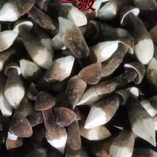 菏泽鲜品黑皮鸡枞菌基地直销，保质保量，欢迎大家前来选购