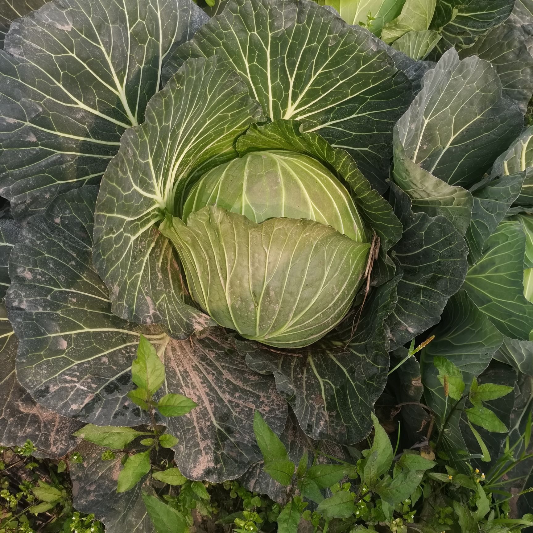 地莲花  优质有机蔬菜莲花白