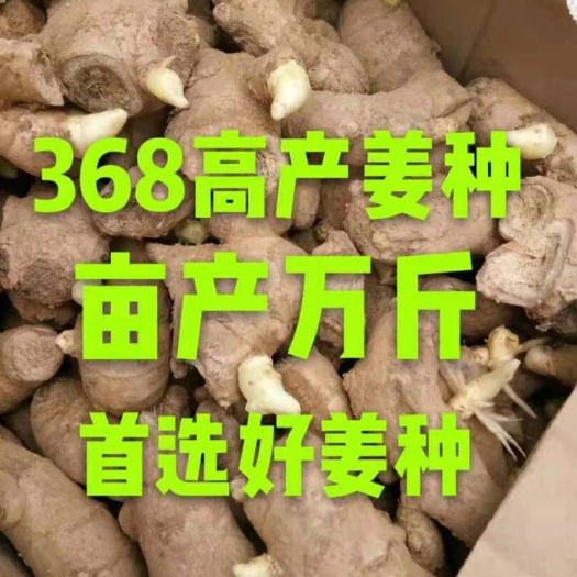 姜种（小黄姜，大黄姜）（包种植技术）（可以回收。）