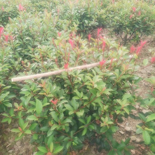 高杆红叶石楠  大量供应红叶石楠球