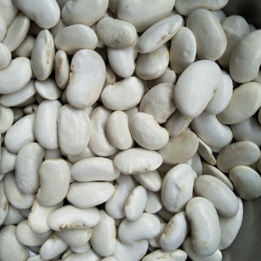 成都大白芸豆芸豆中小粒