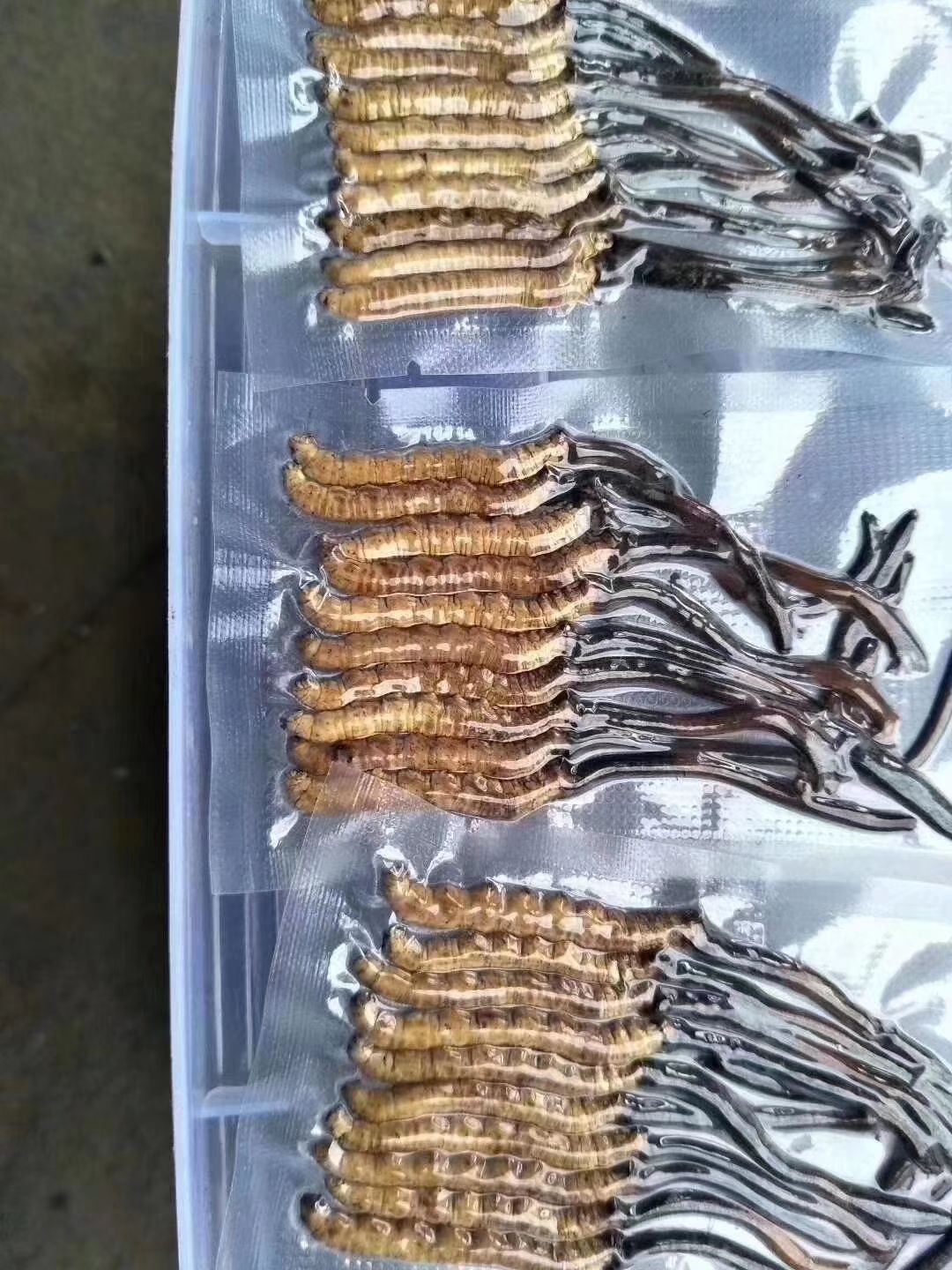 虫草  新鲜冬虫夏草