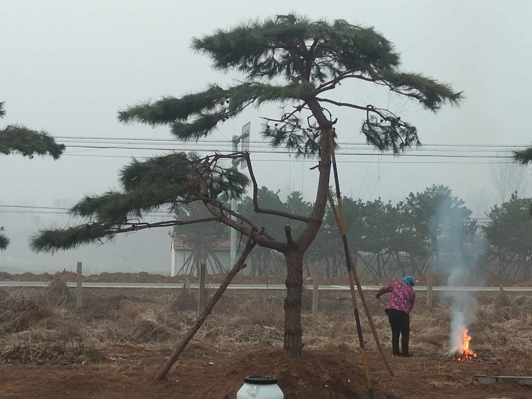 造型黑松  造型油松