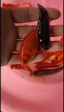 南宁 锦鲤鱼苗，大量出售，一手货源，场地直销