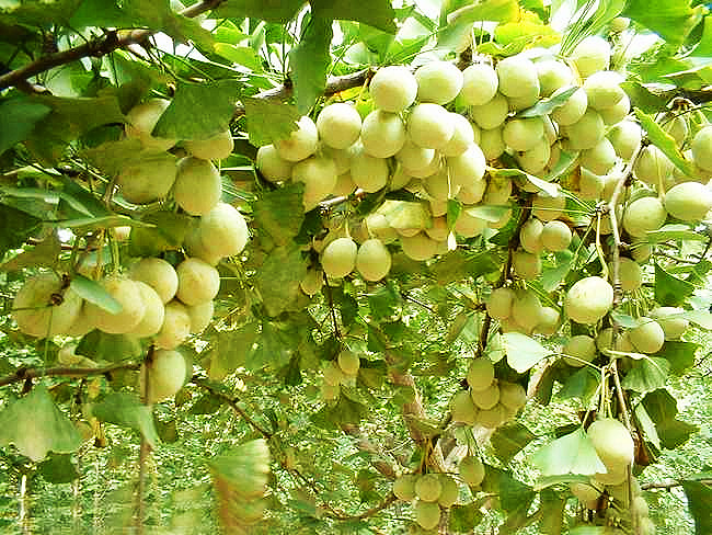 银杏树苗  银杏果银杏树