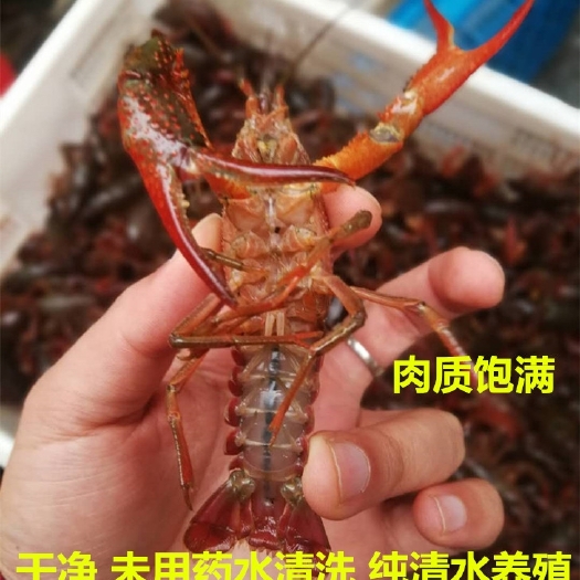 潜江市小龙虾大红       规格6---10