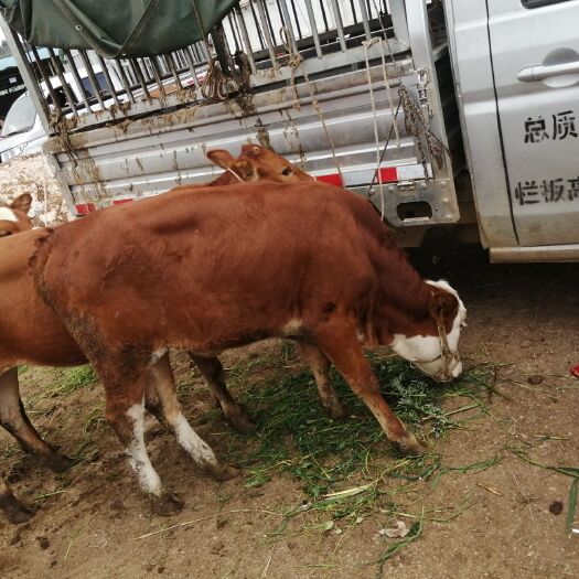 威宁县杂交牛  西南大形牛市西门塔尔牛