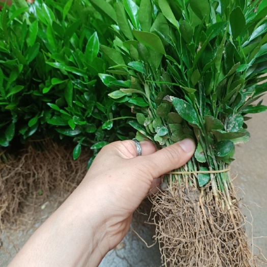 阳朔县广西桂林阳朔优质橙树苗香橙苗 林木种子许可证经营 可靠供应