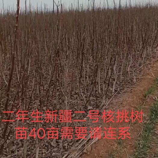 伊川县薄皮核桃苗 新彊二号栘桃苗易承活次年可结果果