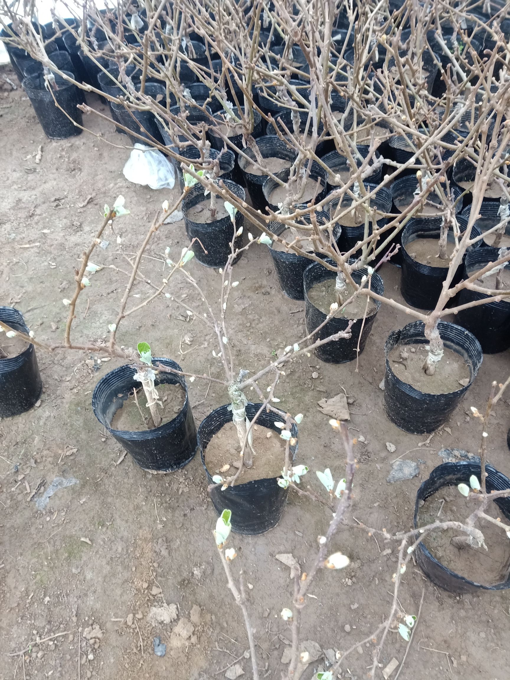 优质猕猴桃苗桃 软枣猕猴桃苗等品种嫁接包邮基地直销 提供技术