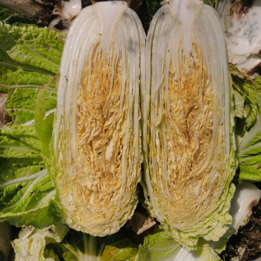 上海黄心大白菜 上海本地自产自销黄心白菜，菜品好，欢迎老板亲临咨询。