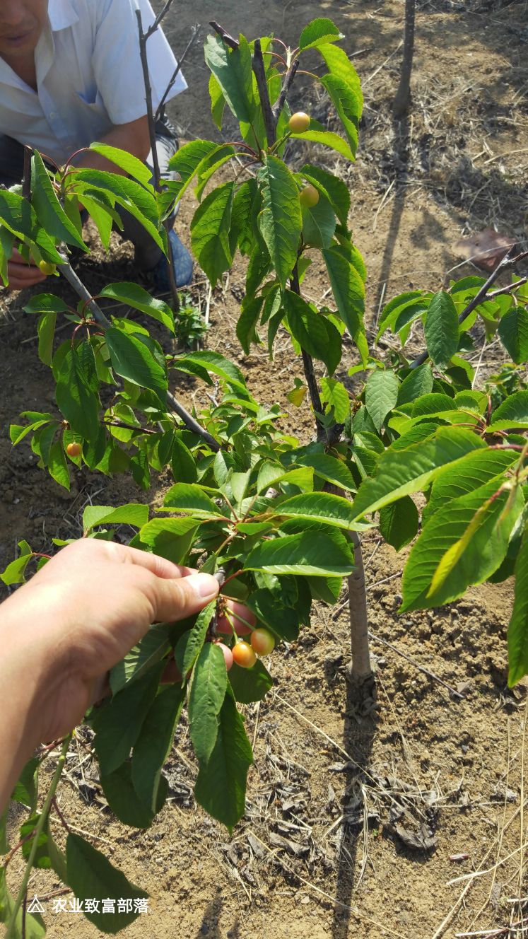 吉塞拉樱桃苗 基地直销矮化樱桃苗，品种齐全价格优惠