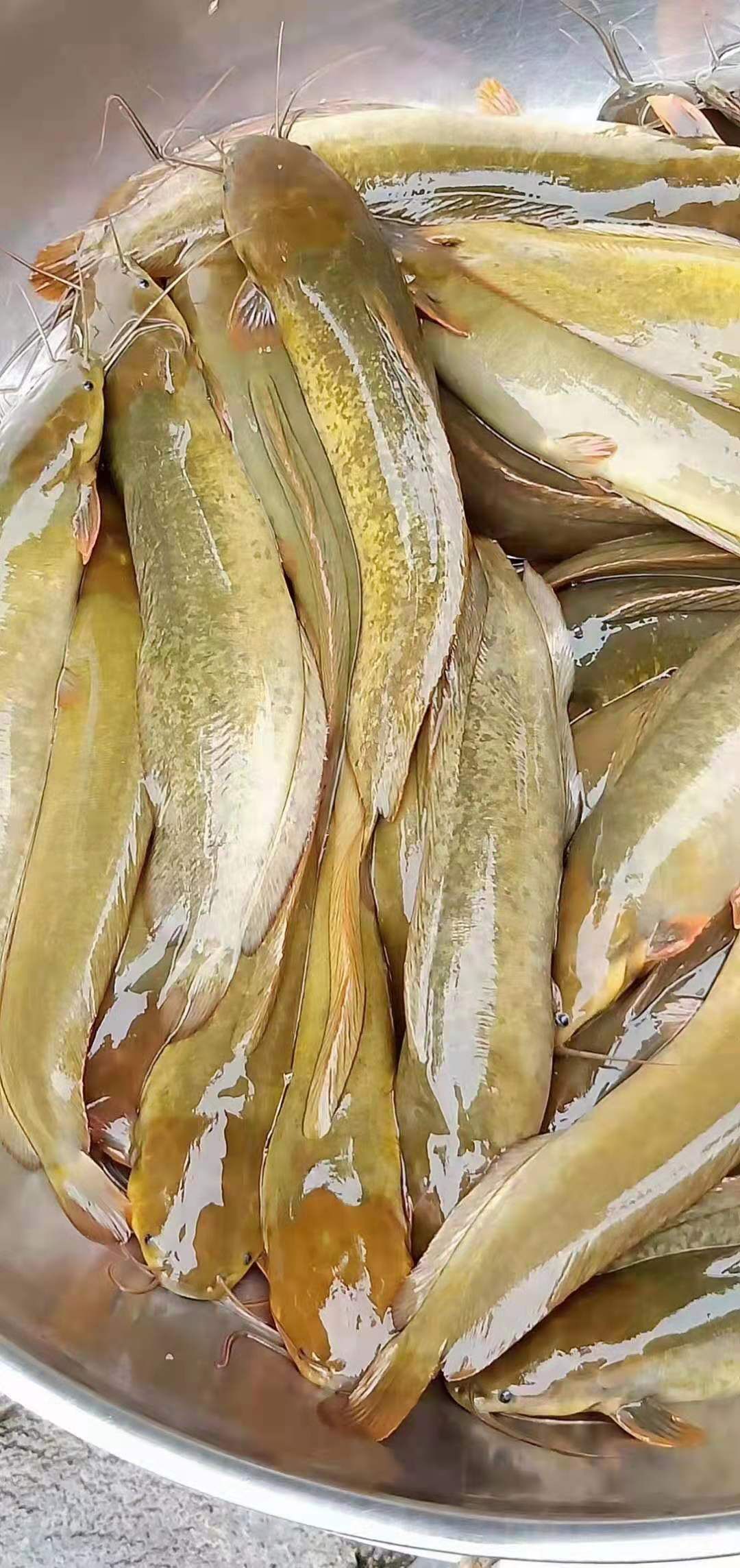 塘鲺苗  塘角鱼苗，抵抗能力强，生长快，量大从优，全程技术指导。