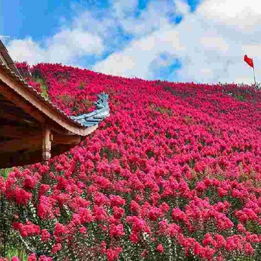 灌云县红叶紫薇  美国色块地被小苗