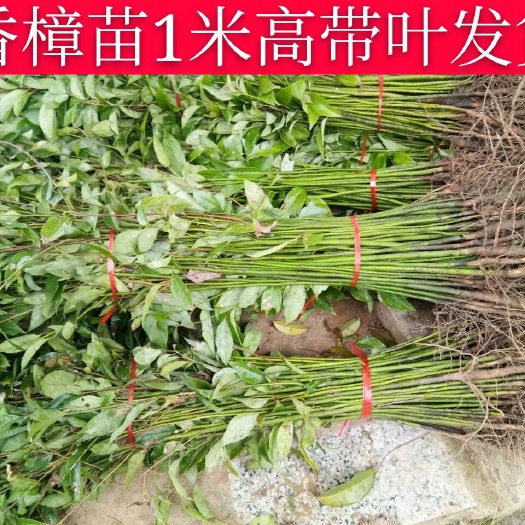 阳朔县 优质香樟苗香樟树苗四季常青樟树苗1年大小香樟小苗