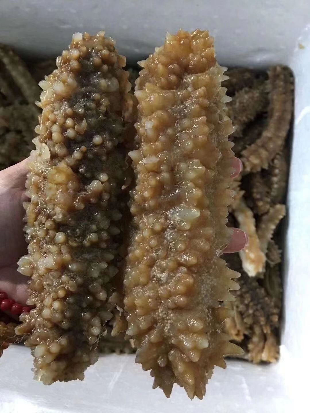 黄玉参  海鲜冰鲜干货