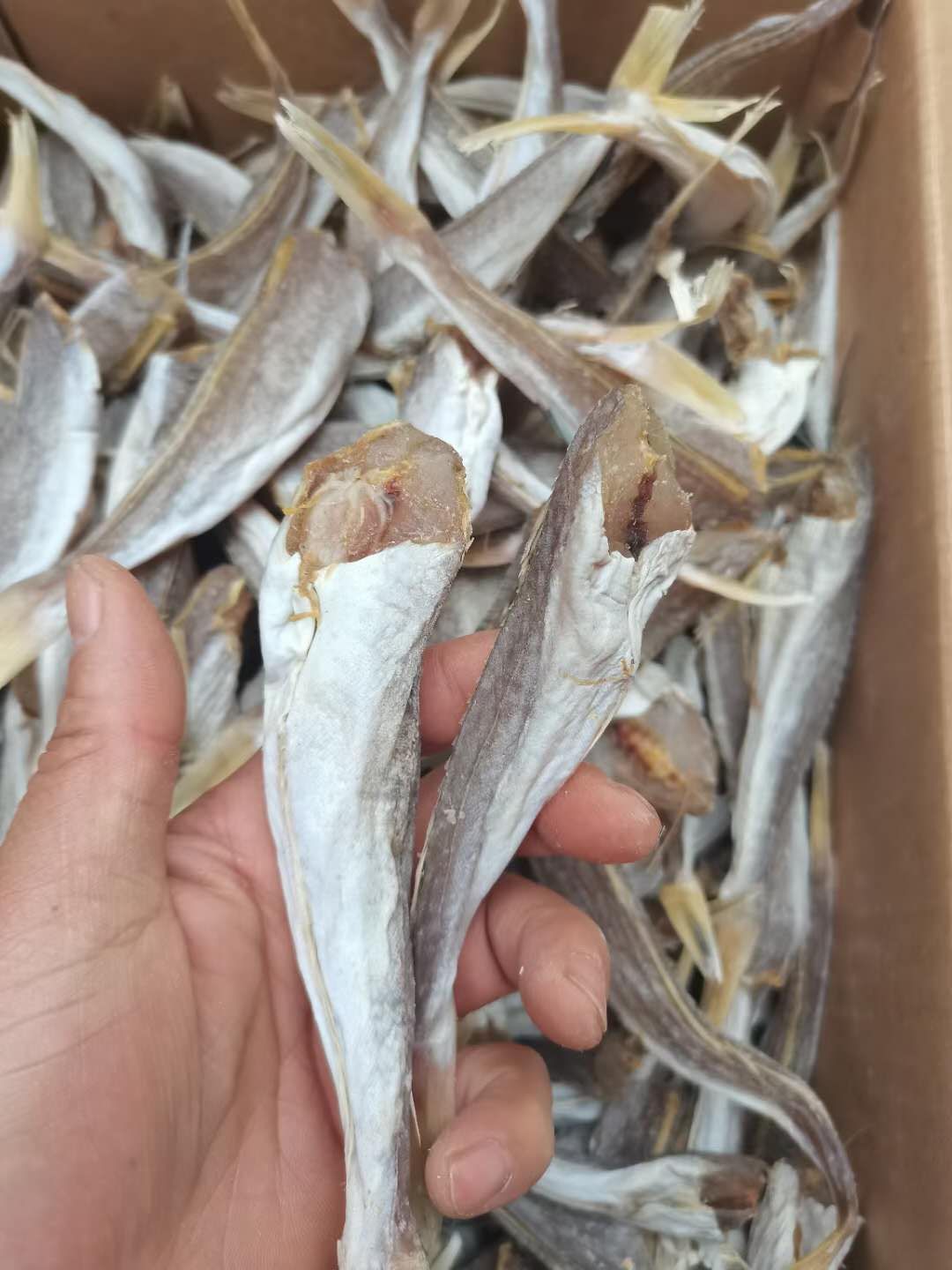 红鱼干  鱼干  红娘鱼干  红头鱼干 【当年现货，卤度百分之五】