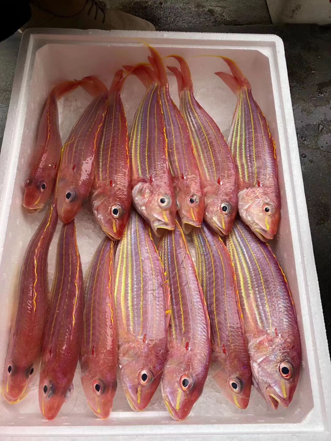   海鱼