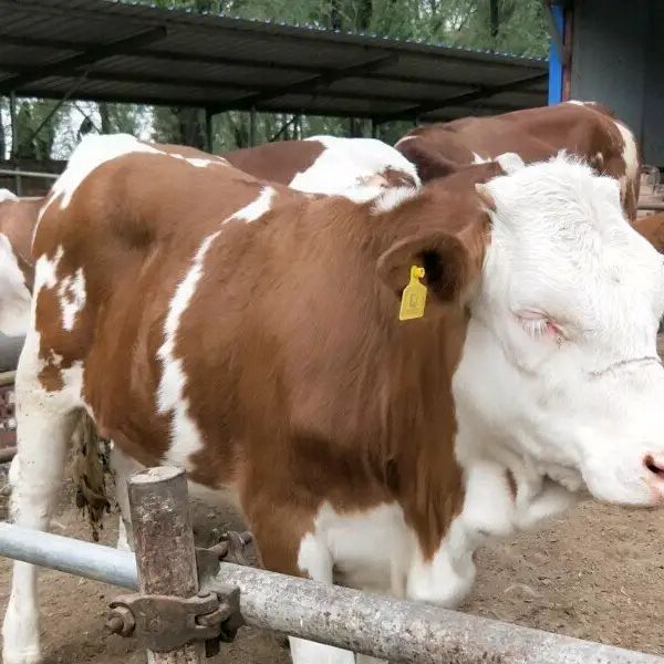 肉牛基地现售大小肉牛好品种生长快