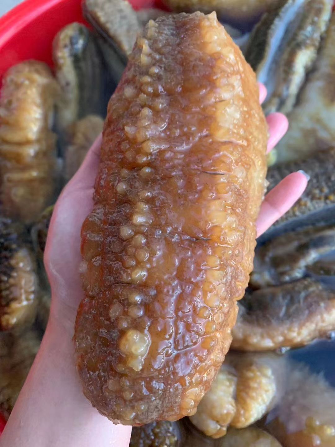 黄玉参  海鲜冰鲜干货
