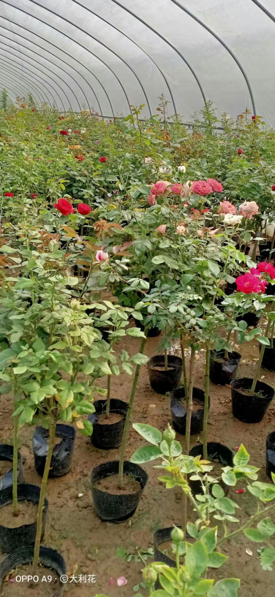 树状月季 树桩月季双色单瓣重瓣花色多