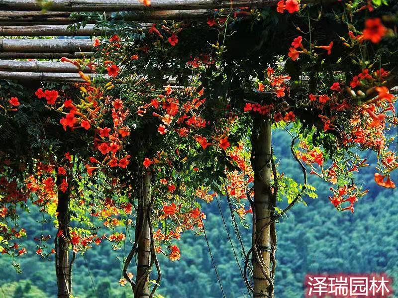 凌霄苗