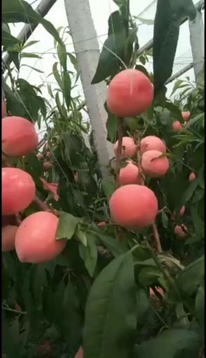 乐亭县河北唐山乐亭县大棚毛桃油桃