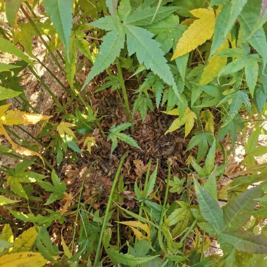 奉新县一年生青枫小苗，基地直供一年生青枫，嫁接红枫，羽毛枫