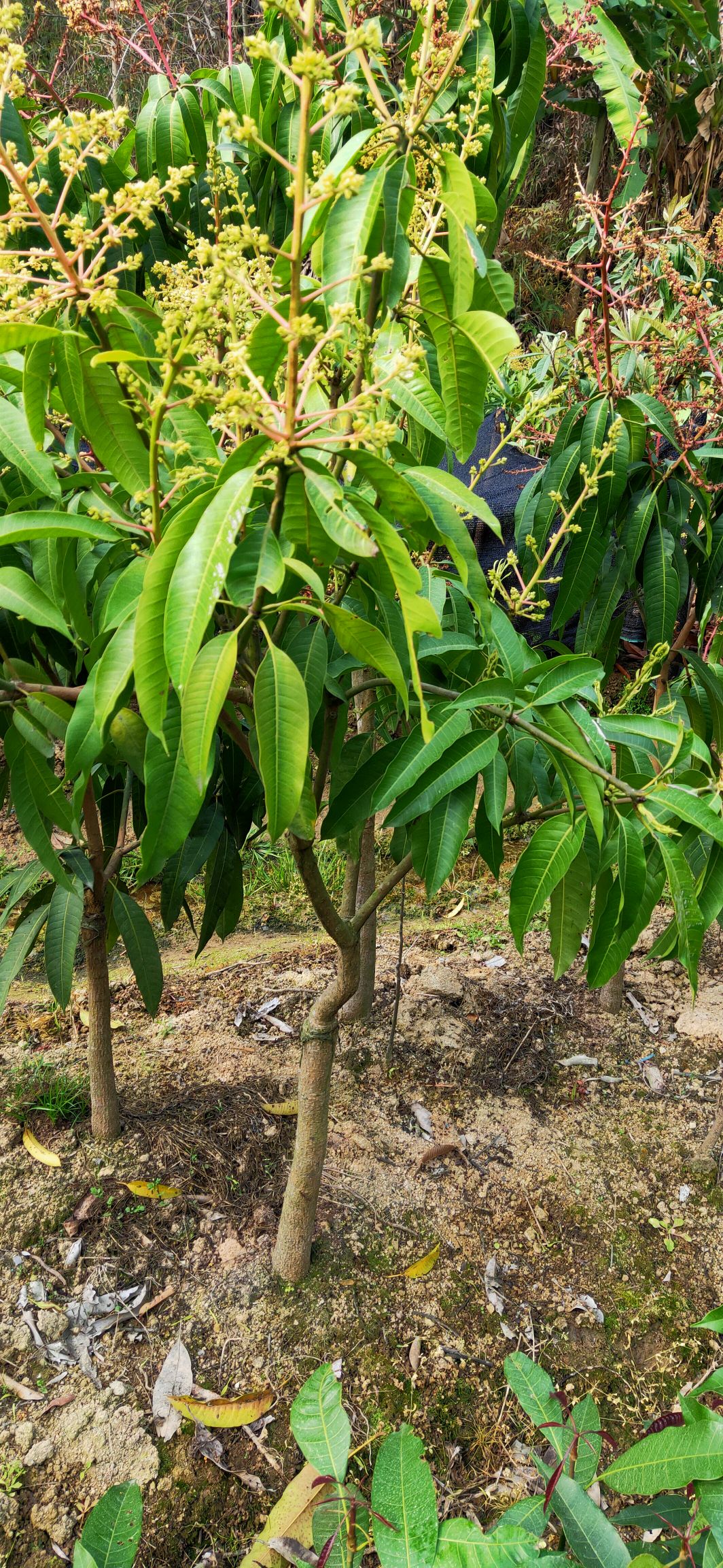 四季芒果苗  一年四季都可开花结果，有营养杯苗，1到5公分大