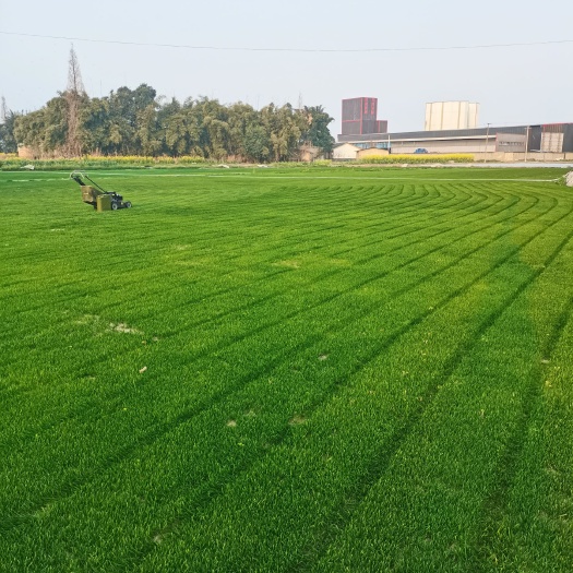 广汉市黑麦草  混播草坪