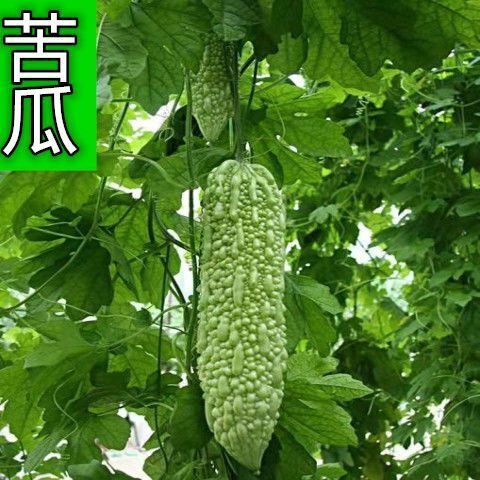 沭阳县苦瓜苗 