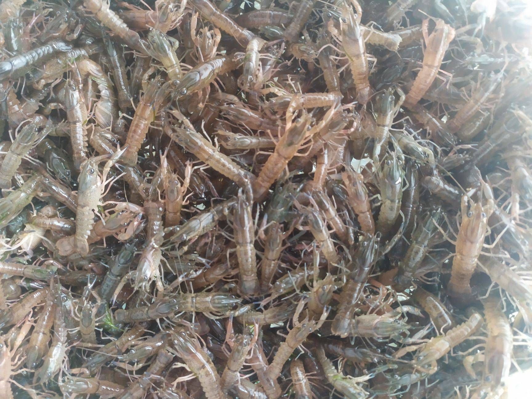 澳洲淡水龙虾苗 澳龙虾苗 蓝色小龙虾苗 蓝龙虾苗