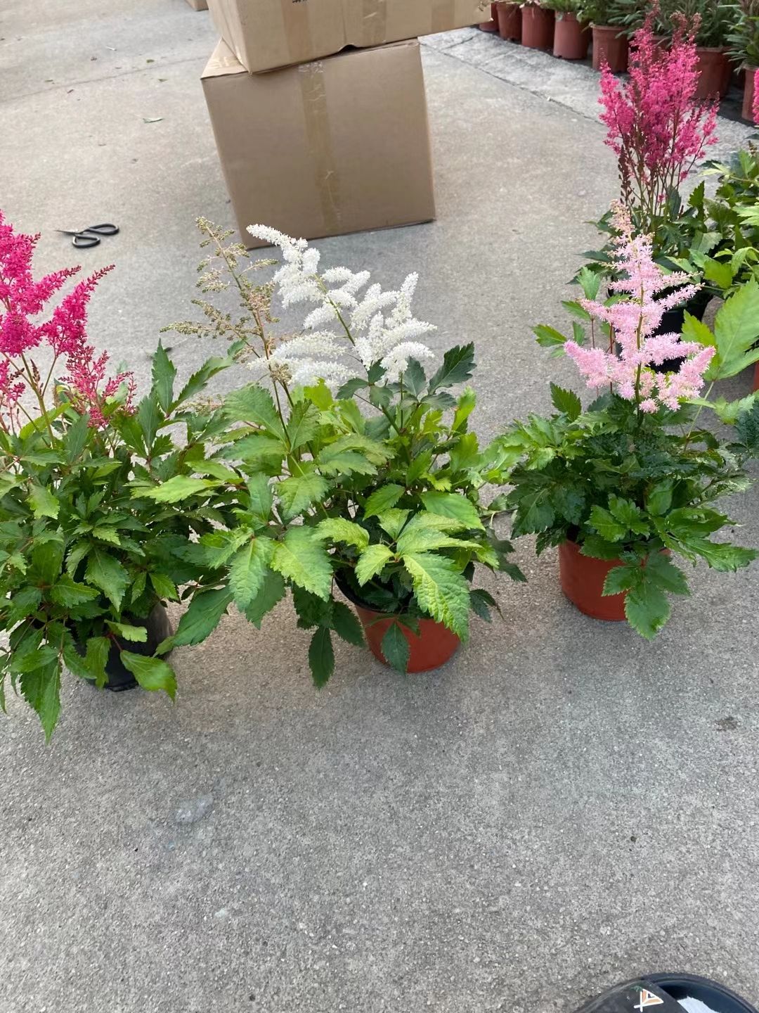 落新妇盆栽多色花期也很长 多年生草本植物根系发达易成活