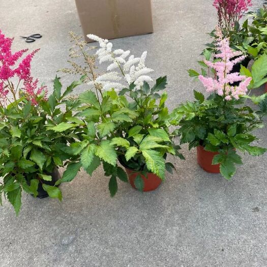 普宁市落新妇盆栽多色花期也很长 多年生草本植物根系发达易成活