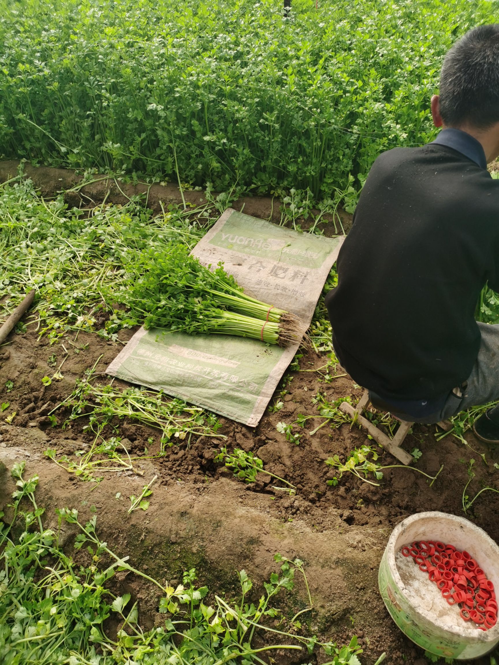 山芹  山东聊城 芹菜大量上市中 优质香芹 产地直供商超、批
