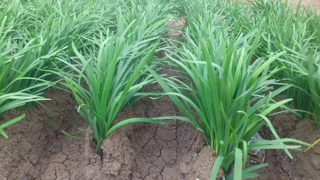 除草剂 大葱苗后专用除草剂 圆葱大蒜韭菜等，尖叶圆叶