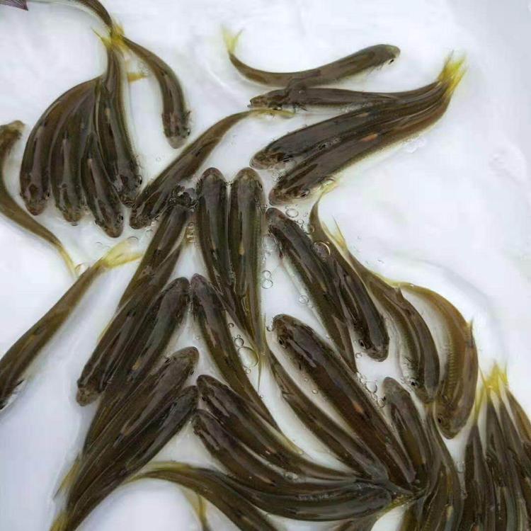 清波鱼鱼苗 青竹鱼苗，青竹鲤鱼苗，场地直供，一手货源，