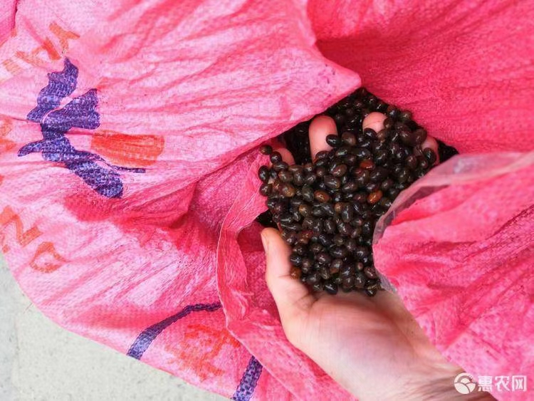 桂种子新鲜肉桂种子